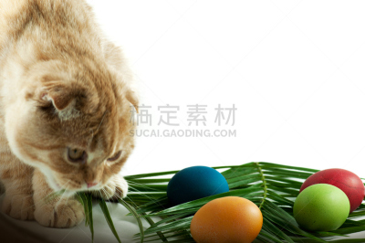 野生猫科动物,复活节彩蛋,格鲁曼f-14,留白,复活节,水平画幅,纺织品,无人,符号,组物体