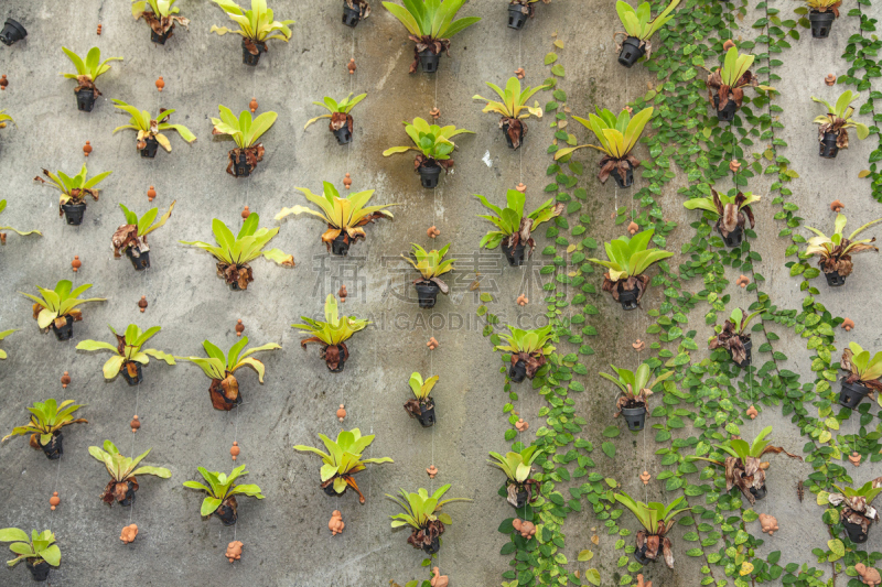 直立式花园,自然,式样,水平画幅,无人,夏天,户外,植物,常绿树,2015年