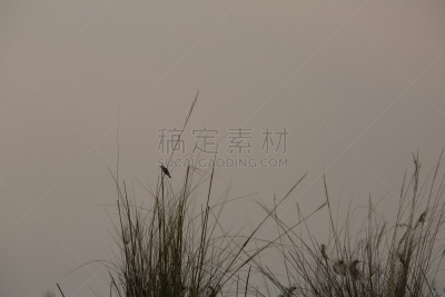 自然,野外动物,自由,热带气候,野生动物,环境,翅膀,脊椎动物,北美歌雀,草