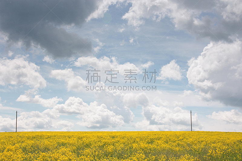 天空,田地,春天,油菜花,黄色,水平画幅,无人,户外,云景,木桩
