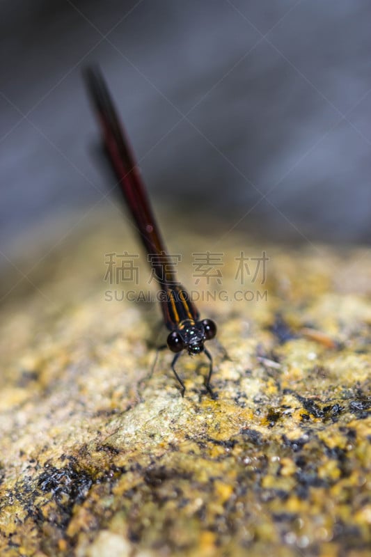 豆娘,自然,垂直画幅,野生动物,无人,散焦,蓝色,特写,水滴,悲痛中的少女