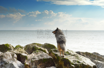 海洋,狗,看风景,粗毛柯利狗,风,沃辛,水平画幅,可爱的,海岸地形,户外