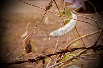 菜园,豆茎,美,褐色,水平画幅,素食,生食,夏天,户外,泰国