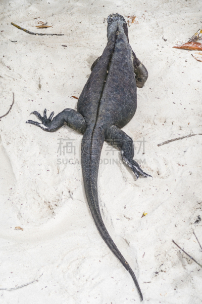 海滩,海鬣蜥,垂直画幅,南美,公园,蜥蜴,加拉帕戈斯群岛,野外动物,夏天,户外