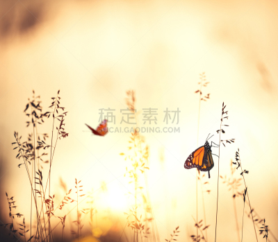 蝴蝶,黑脉金斑蝶,草蜻蛉蝶,蝴蝶犬,草地,橙色,毛莨科,刀刃草,天空,留白