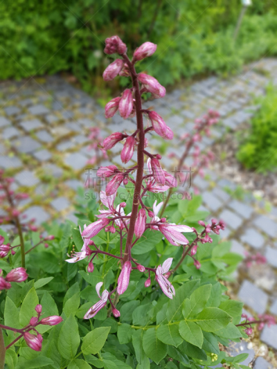草药,白藓皮,白藓属,花序,垂直画幅,无人,户外,草本,植物,花坛