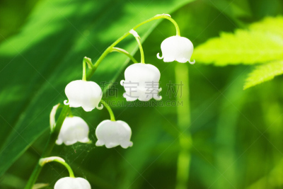 白桦,森林,自然,芳香的,水平画幅,铃兰,无人,五月,轻的,百合花