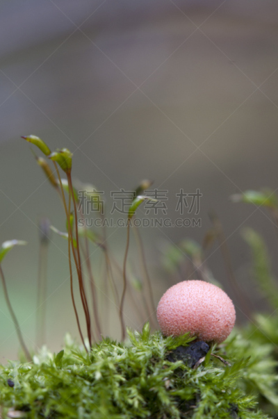 绿色,苔藓,美洲石斛,黏菌,垂直画幅,褐色,小的,无人,蘑菇,户外