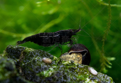 水族馆,藻类,黑色,樱花虾,食草,岩石,生物学,立陶宛共和国,彩色背景,人工饲养动物