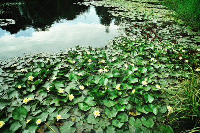 荷花,维朗德里,哥本哈根,自然,水平画幅,建筑,无人,厄勒海峡地区,户外,湖