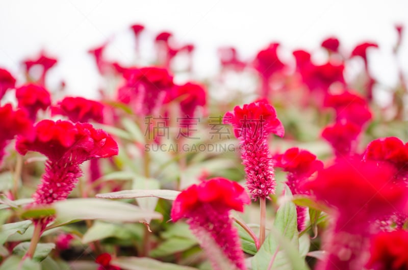 鸡冠花,红色,仅一朵花,羊毛,芦笋蕨,自然,水平画幅,秋天,无人,夏天