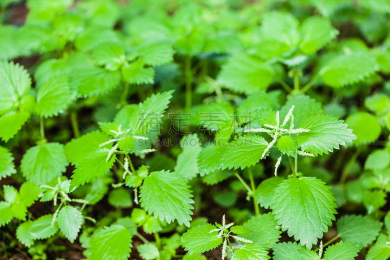 刺荨麻,螫刺的,水平画幅,枝繁叶茂,无人,夏天,户外,特写,植物,痛苦