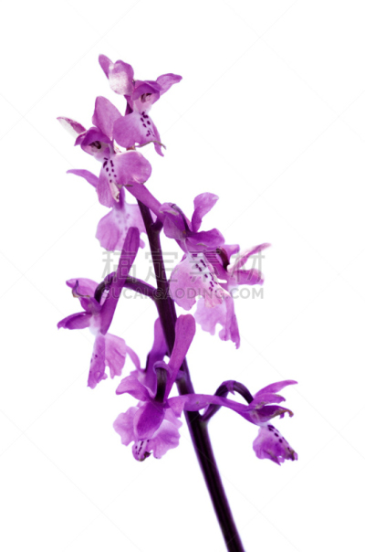兰花,紫色,早晨,白色,背景分离,阿拉比达自然公园,垂直画幅,图像,花朵,美
