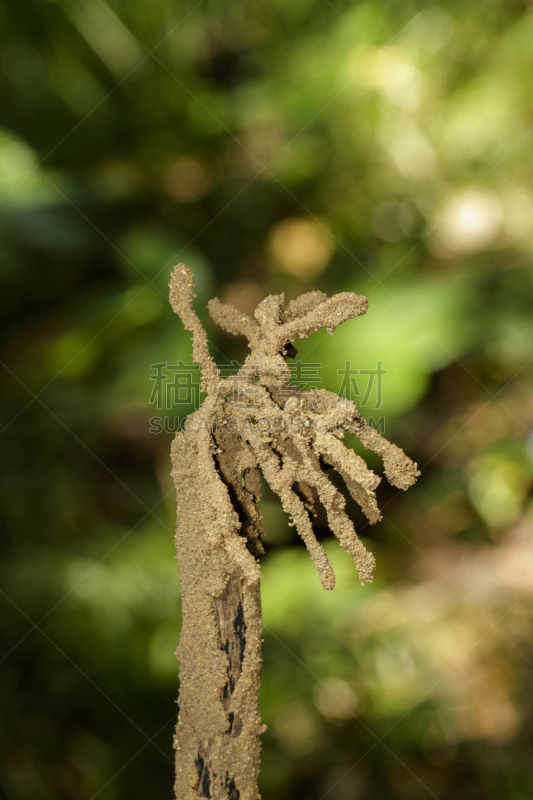 白蚁,自然,背景聚焦,树桩,图像,鸟巢,垂直画幅,美,褐色,木材