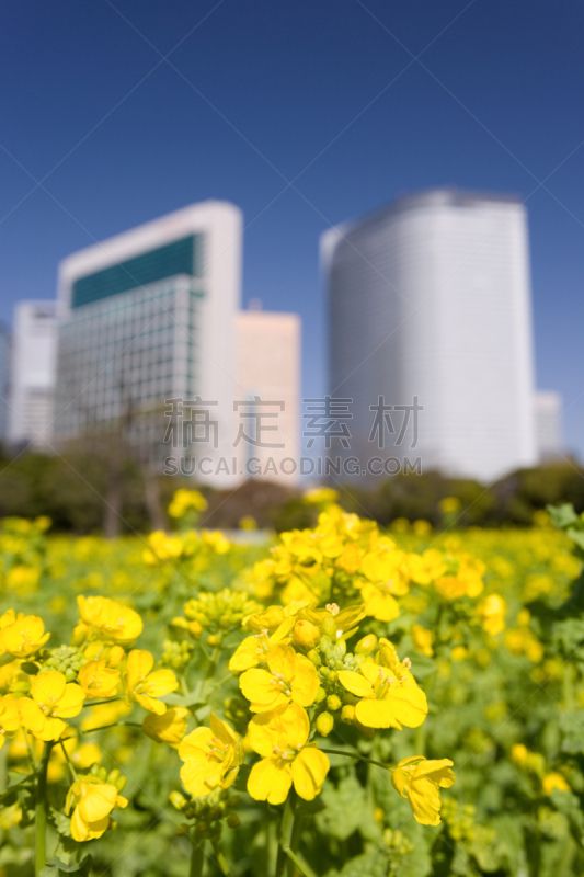 汐留区,油菜花,田地,滨离宫园,港区,星和园,垂直画幅,无人,户外,高大的