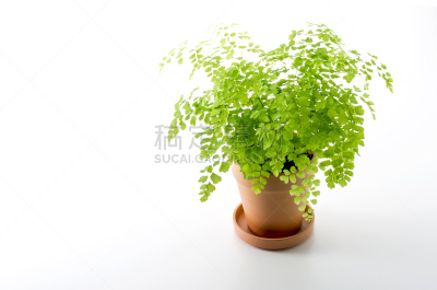 室内植物,掌叶铁线蕨,留白,水平画幅,绿色,无人,白色背景,影棚拍摄,植物,园艺