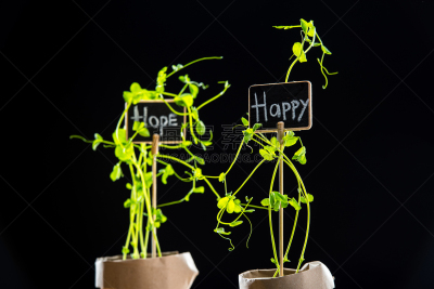 清新,纸牌,绿色,植物群,玫瑰公园,中国对联,植物馆,盆栽植物,水平画幅,无人