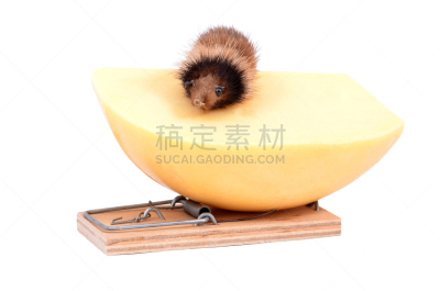 鼠,奶酪,水龙头,捕鼠器,背景分离,贪欲,食品,玩具,甜点心