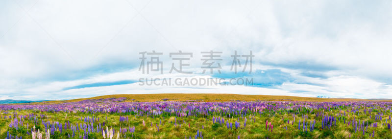 羽扇豆,帝卡波湖,新西兰,自然美,居住区,清新,环境,雪,特卡波,矢车菊