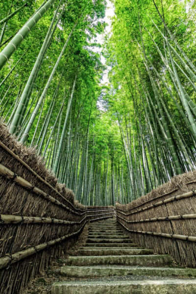 竹林,京都府,嵯峨野,岚山,星和园,竹,自然,垂直画幅,美,绿色