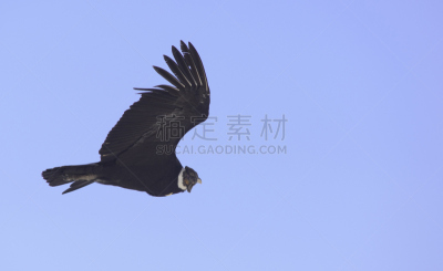 安第斯秃鹫,天空,风,秃鹰,水平画幅,阿雷基帕地区,盾,符号,鸟类,巴塔哥尼亚