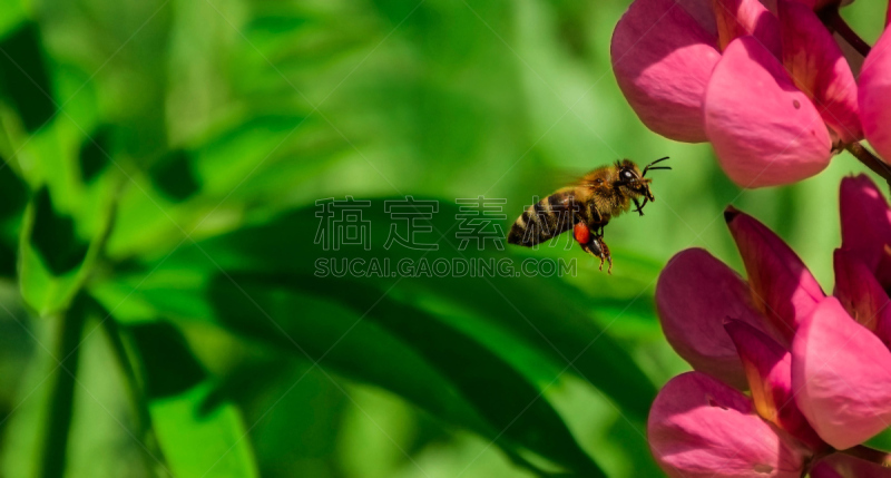 蜜蜂,仅一朵花,灵感,水平画幅,无人,噪声,忙碌,努力,野外动物,夏天