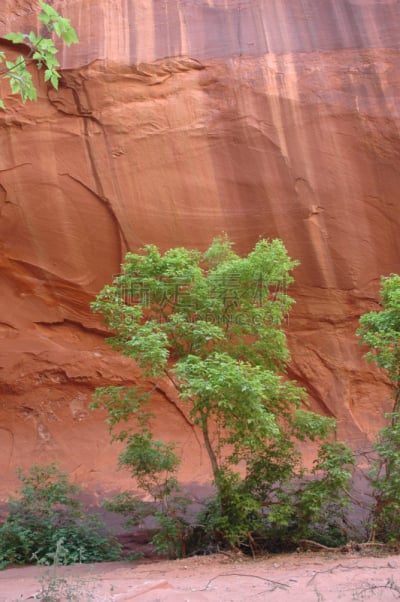 霓虹灯,峡谷,埃斯卡兰特河,艾丝卡兰迪峡谷,escalante,垂直画幅,三叶杨,无人,户外,明亮