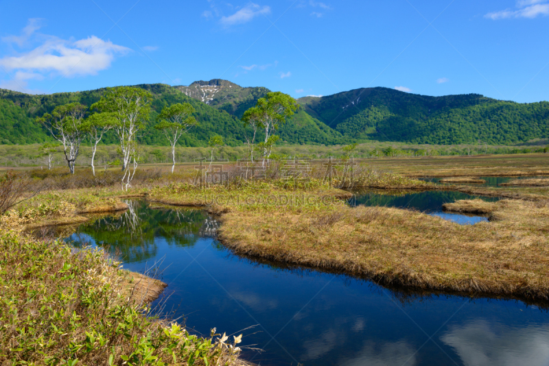 群马县,夏天,日本,早晨,尾濑国立公园,著名自然景观,美,水平画幅,枝繁叶茂,无人