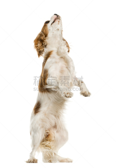 查理王小猎犬,白色,分离着色,动物腿,垂直画幅,纯种犬,家畜,无人,白色背景,斯班尼犬