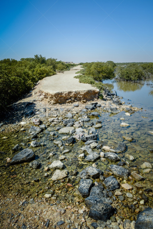 红树,环境,波斯湾,草,沙漠,背景,夏天,沙子,卡塔尔,自然