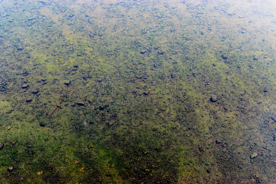 水,水坑,背景,垃圾,公园,暴风雨,水生植物,水平画幅,纹理效果,无人