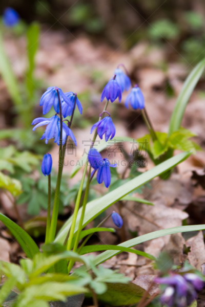 仅一朵花,森林,斯库拉,guaria morada,施普利瓦尔德,creeping bluet,饰品花,雌蕊,垂直画幅,无人