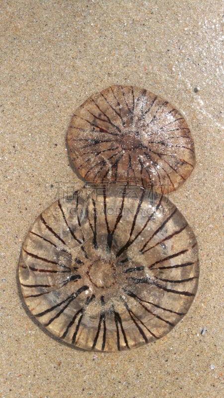 垂直画幅,褐色,形状,沙子,动物身体部位,夏天,特写,动物主题,海滩,彩色图片