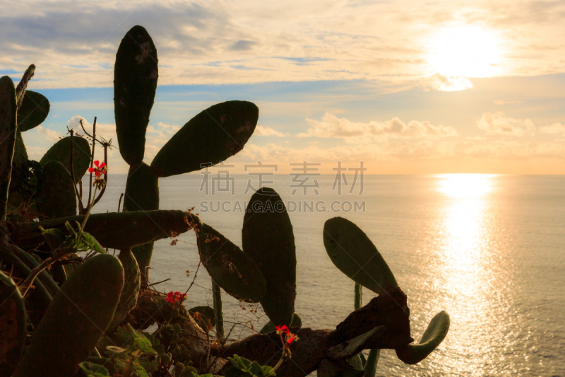 仙人掌,马德拉,植物群,视角,云景,热带气候,环境,云,黄昏,大西洋