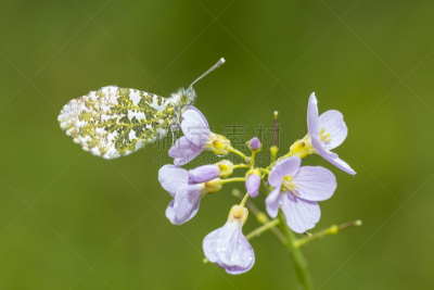 云上端红蝶,金蟾蜍,草甸碎米荠,张开翅膀,兰花,水平画幅,蝴蝶,动物身体部位,夏天,户外
