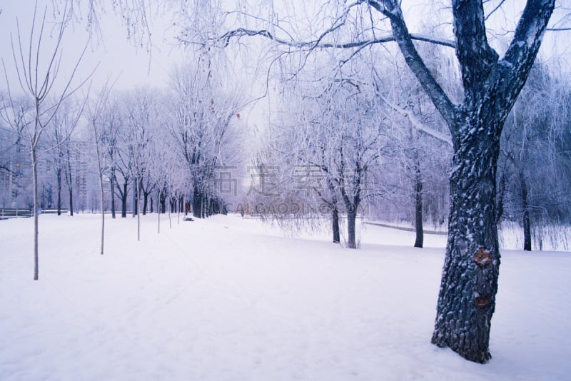 雪,早晨,俄罗斯,冬天,概念,莫斯科,森林,波克洛纳亚山,克里姆林宫