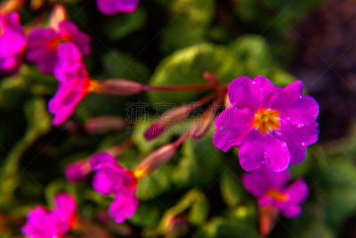 粉色,樱草花,草坪,复活节,夜来香,柔和色,黄花九轮草,农场,植物,户外