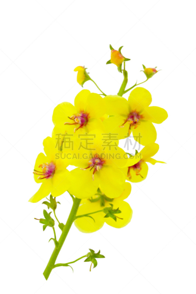 蛾,毛蕊花属,自然,垂直画幅,绿色,无人,道格拉斯猴子花,白色背景,夏天,背景分离