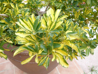 植物,杂色的,皇后伞树,星芹属,水平画幅,无人,户外,特写,西班牙,叶子