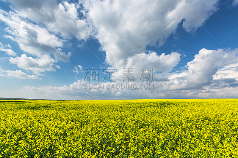 油菜花,天空,田地,雾,蓝色,黄色,巨大的,在上面,芸苔,水平画幅