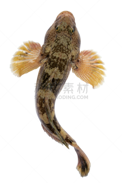 垂直画幅,水下,野外动物,海鱼,业余爱好,海洋,游艇码头,动物鳍,捕食,摄影