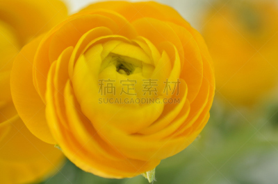 毛莨属植物,黄色,佩塔提克瓦,毛莨科,自然,水平画幅,绿色,无人,仅一朵花,春天