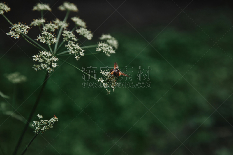 选择对焦,峨参,蜜蜂,前景聚焦,留白,水平画幅,无人,夏天,户外,植物