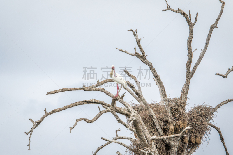 非洲琵鹭,平衡折角灯,自然,野生动物,水平画幅,无人,鸟类,非洲,野外动物,琵鹭