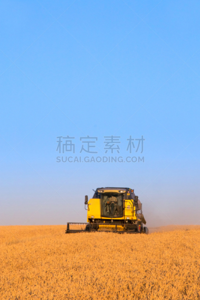 农作物,时间,垂直画幅,拖拉机,短马鞭,商务,黄金,米,木纹,熟的