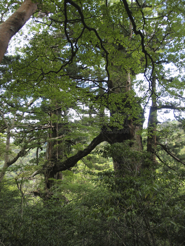 屋久岛,鹿儿岛县,日本,森林,自然,垂直画幅,公主,苔藓,旅行者,绳文杉