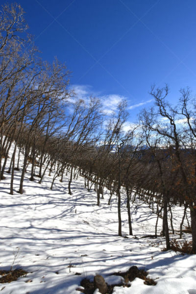 新墨西哥,冬天,白昼,2019,白山,寒冷,一月,云,树荫,雪