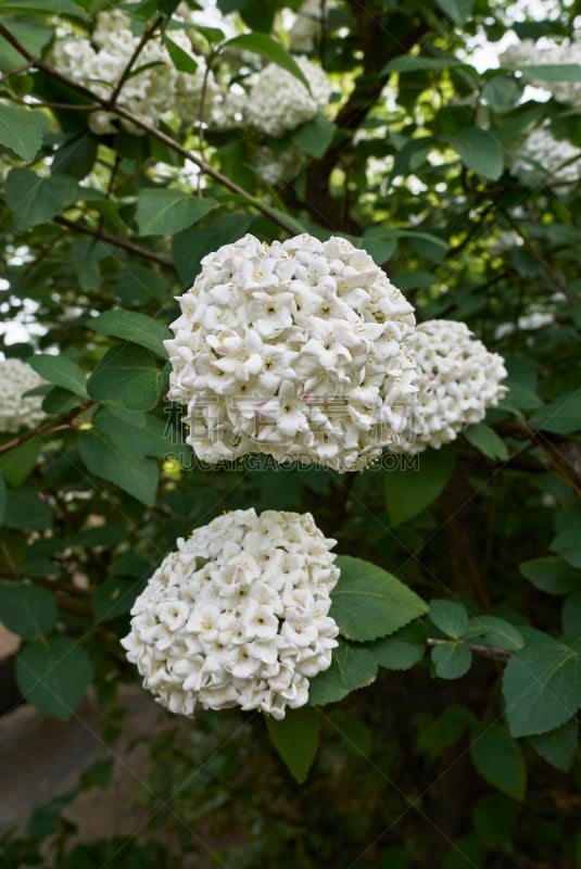 Viburnum × carlcephalum