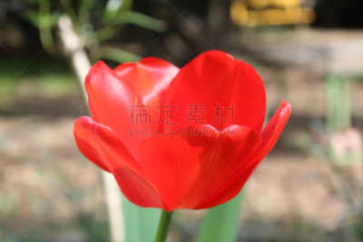 郁金香,红色,花瓣,太阳,园林,草坪,白昼,泥土,背景,花