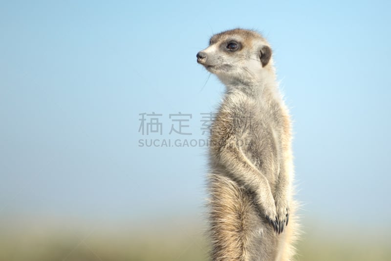 海岛猫鼬,美国公开赛,猫鼬,喀拉哈里沙漠,卡格拉格帝边境公园,安哥拉,赞比亚,博茨瓦纳,水平画幅,早晨